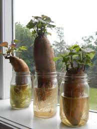 home joys how to grow sweet potatoes