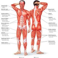 When a muscle is activated it contracts, making itself shorter and thicker, thereby pulling its ends closer. Basic Muscles Of The Body 10 Major Muscles Of The Human Body The Basic Muscles In The Human Human Muscular System Human Body Muscles Muscle Diagram