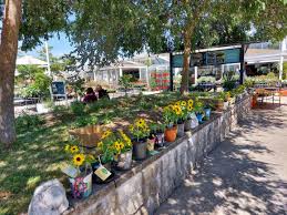 children s seed growing city