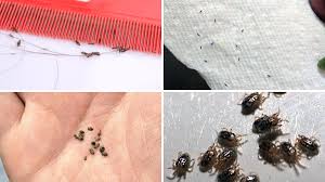 15 bugs that look like fleas