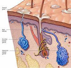 sweat glands types function