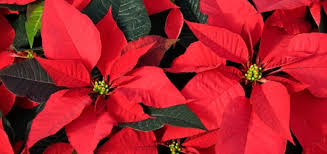 The following list contains 10 common plants and flowers toxic to cats and dogs. Which Holiday Plants Are Toxic To Dogs Modern Dog Magazine