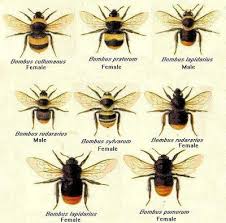 British Bumble Bees Bee Bee Keeping Stingless Bees