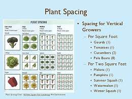 Square Foot Gardening Plant Spacing