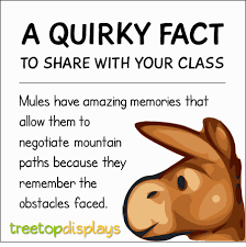 A scientific study has shown that cows produce more milk when they listen to classical music. A Quirky Fact About Mules To Share With Your Class From Treetop Displays Visit Our Tpt Store For P Fun Facts For Kids Fun Facts About Animals Facts For Kids