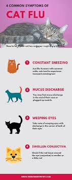 remes for sneezing cats