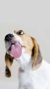 hd puppy licking wallpapers peakpx