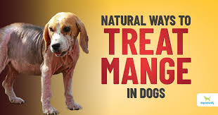 8 natural ways to fight mange in dogs