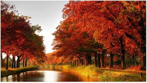free autumn red collon maple river