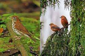 15 birds that live in forests bird