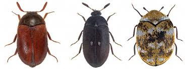 are carpet beetles dangerous pest