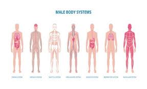 Organs are specialised body parts, each with their own jobs. Male Body System Infographic Set Including Skeleton Muscles And Structure Of Internal Organs Flat Vector Illustration Isolated On White Background Medical Banner Tasmeemme Com