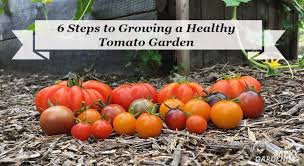 Grow A Healthy Tomato Garden With These