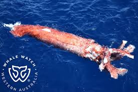 bremer canyon giant squid kill whale