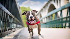 100 dog pitbull pictures wallpapers com