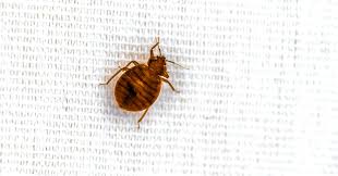 what to do when bugs come inside your