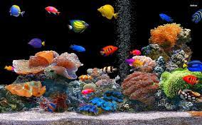 51 aquarium live wallpaper for pc