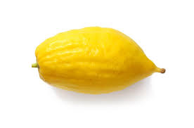 Borrowed from french citron (lemon, lime). Etrog Ethrog Semi Dwarf Citron Tree