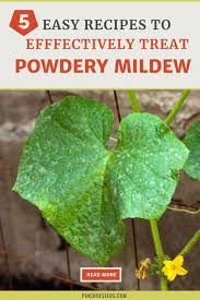 5 easy powdery mildew treatments to get