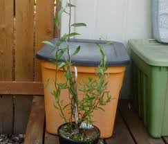 My curly willow and i enjoyed a happy labor day this year! Curly Willow From Big To Little Bonsai Steempeak