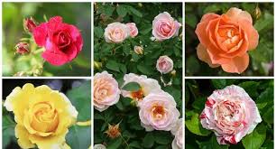 В flowersnet.info ще намерите добре структурирана информация за отглеждането на десетки видове стайни и градински цветя. Rozi V Gradinata Sortove I Otglezhdane Naj Krasivite Sortove Rozi 2019 2020