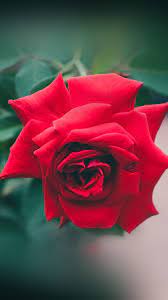 free red rose nature flower