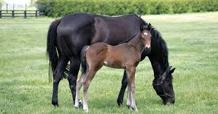 feeding pregnant mares nutrition