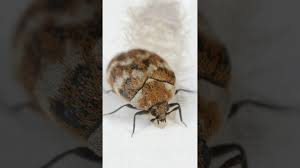 carpet beetles can cause bed bug