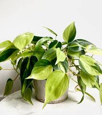10 Best Low Light Indoor Plants For
