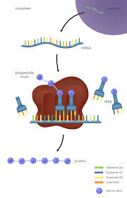 A deep dive into how mrna is translated into proteins with the help of ribosomes and trna. What Is Gene Expression Facts Yourgenome Org