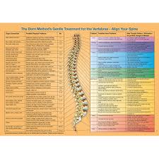 Spine Organ Connections Poster English Download