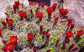 Check spelling or type a new query. Joshua Tree Wildflowers Guide James Kaiser
