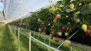 why growing strawberries without soil