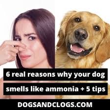 your dog smells like ammonia