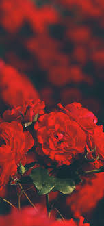 red flowers wallpaper 4k fl blur