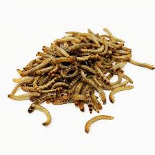 dubia roaches superworms mealworms