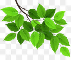 green leaves png images cleanpng