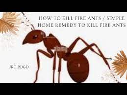 remedy to kill fire ants