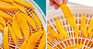 dried mango slices in the dehydrator