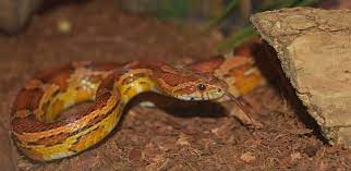 Best Substrate For Corn Snakes Snake