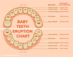 68 Always Up To Date Teething Order Chart
