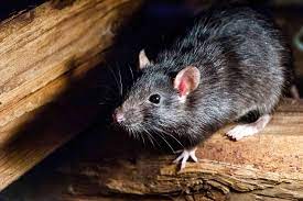 rats in your home everything you need