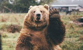 Bear waves goodbye to photographer at Olympic National Park in Washington |  Metro News
