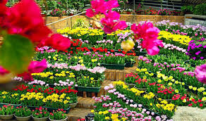 Image result for flower garden