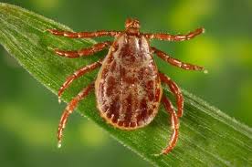 Beware Of Ticks Heres How To Identify 6 Species Silive Com
