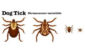 how to remove a tick from a dog s ear