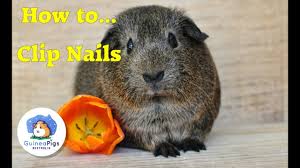 nail clipping and grooming your guinea