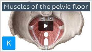 muscles of the pelvic floor anatomy