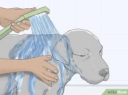 3 ways to treat giardia in dogs wikihow