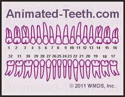 Online Quizzes Universal Teeth Numbering System Tooth